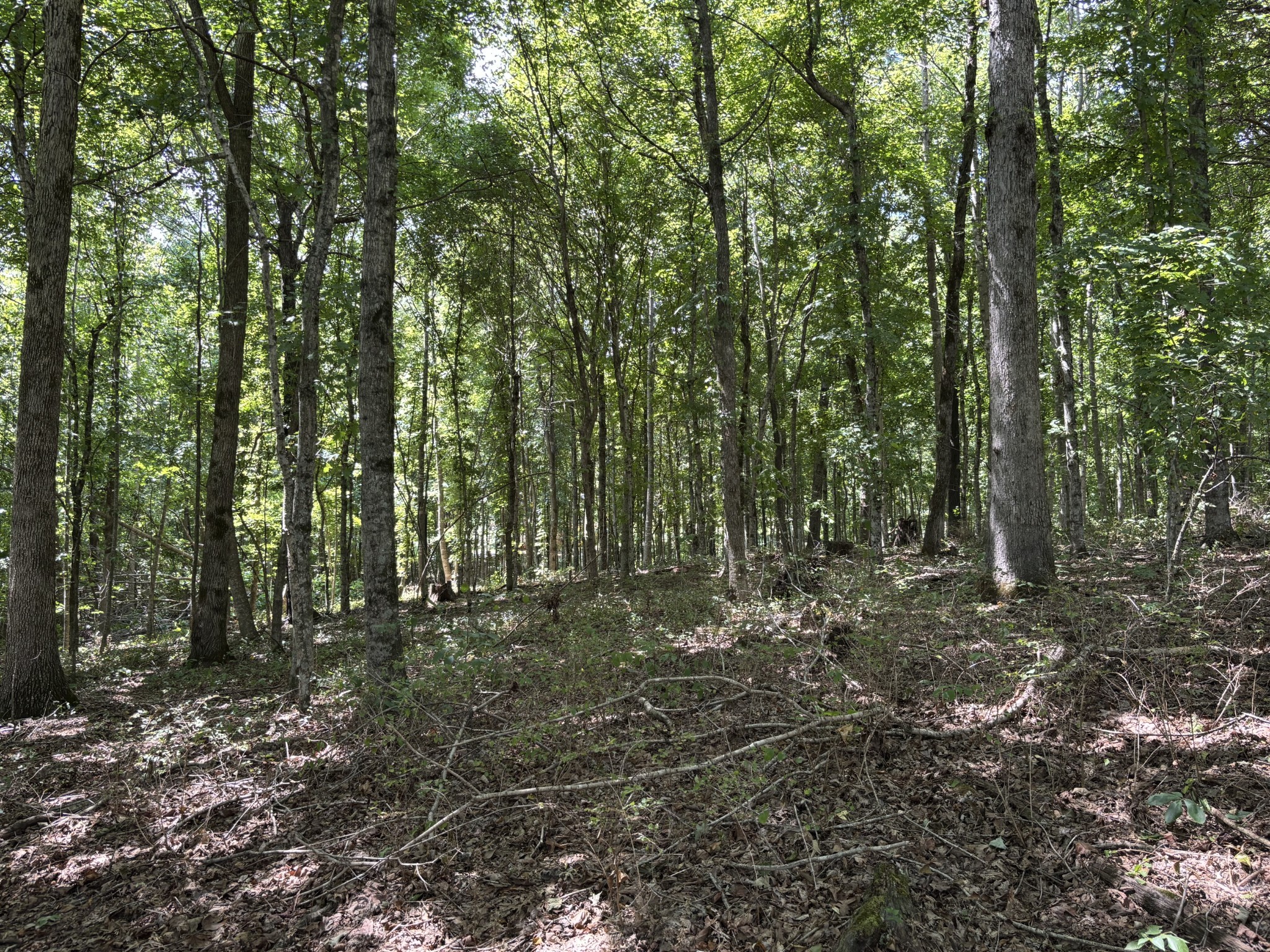 0 Middle Lick Creek Road Lyles, TN 37098 - Photo 1 of 7 a view of outdoor space and green space