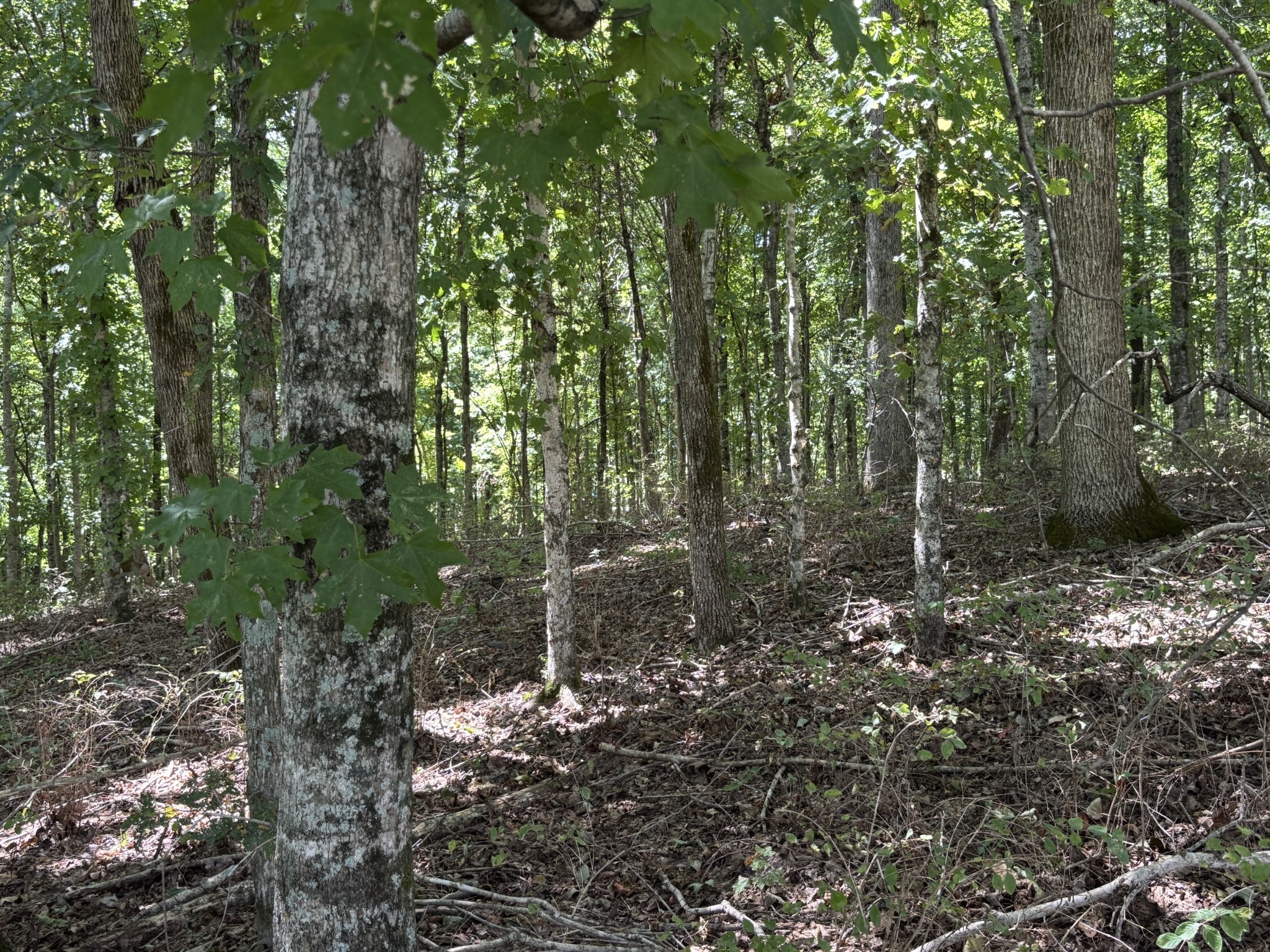 0 Middle Lick Creek Road Lyles, TN 37098 - Photo 3 of 7 a view of forest