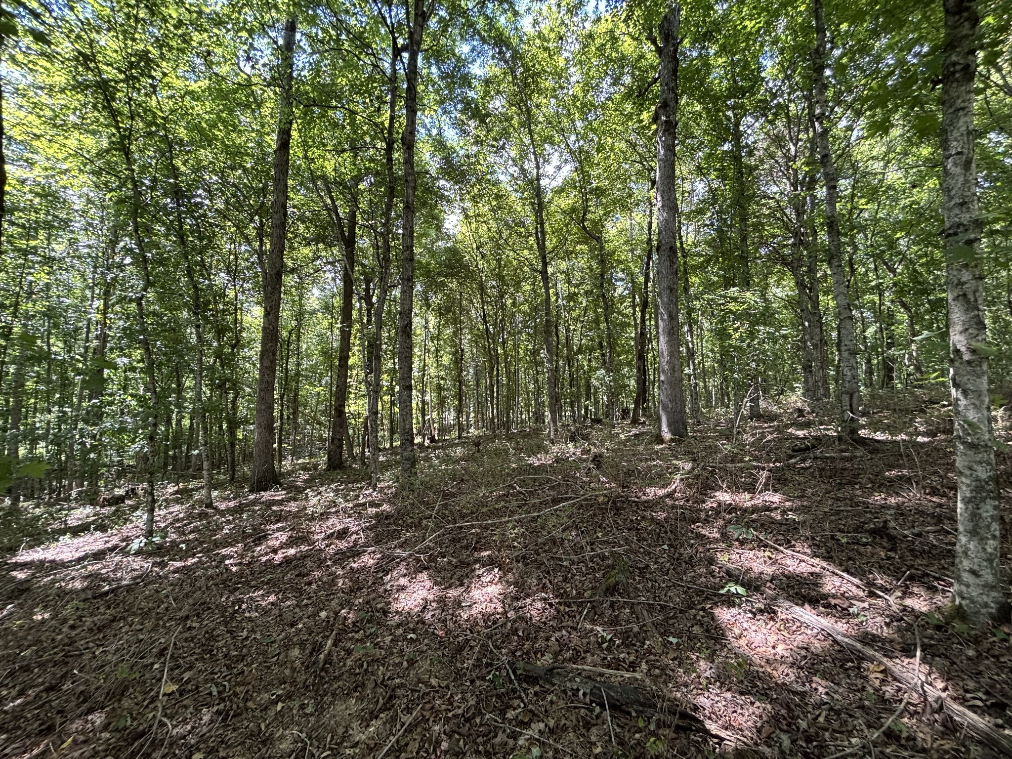 0 Middle Lick Creek Road Lyles, TN 37098 - Photo 5 of 7 a big yard with lots of green space and deers