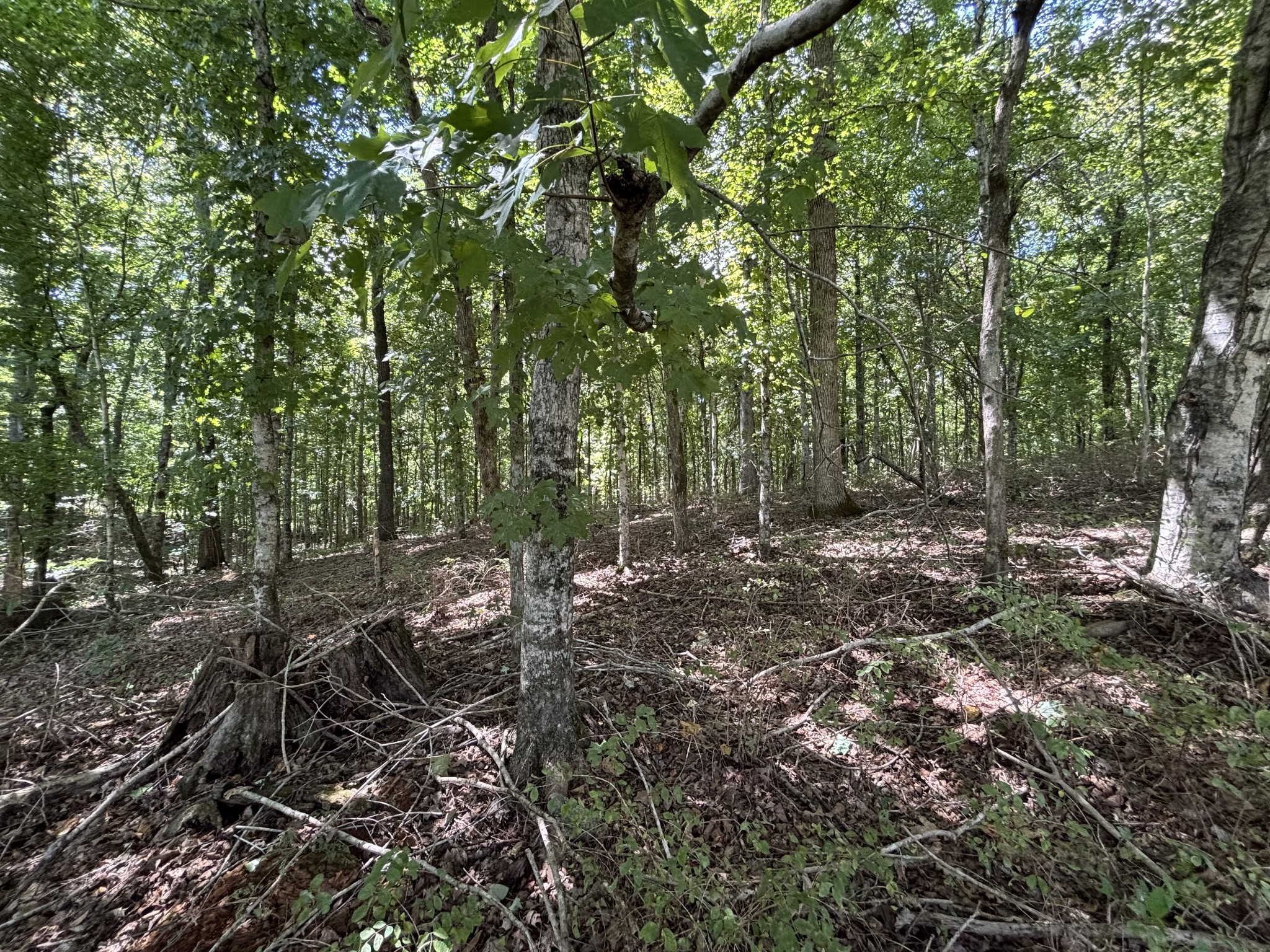 0 Middle Lick Creek Road Lyles, TN 37098 - Photo 6 of 7 a view of forest