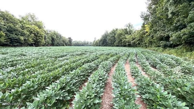 a view of a lush green outdoor space with a lake view