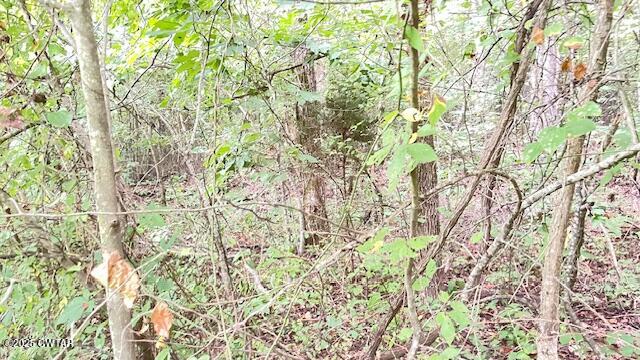 0 Bond Cemetery Road Denmark, TN 38391 - Photo 11 of 23 a picture of tree