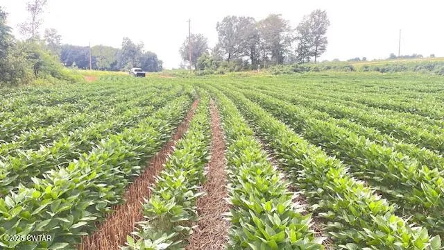 a view of a yard with a trees