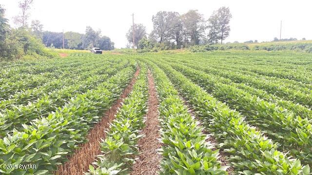 0 Bond Cemetery Road Denmark, TN 38391 - Photo 14 of 23 a view of a field with grass and trees