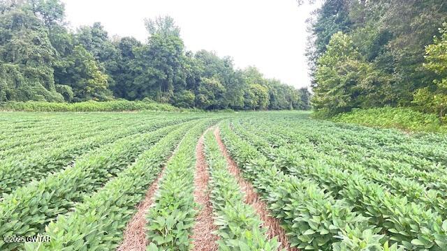 0 Bond Cemetery Road Denmark, TN 38391 - Photo 15 of 23 a view of a yard with a trees
