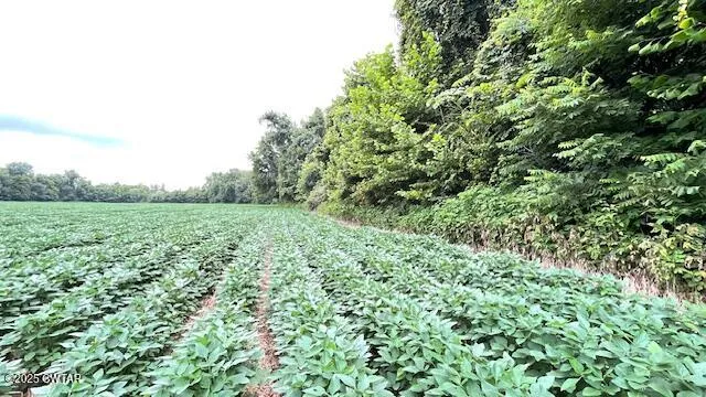 a view of a field with a tree