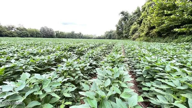 a view of field with trees in background
