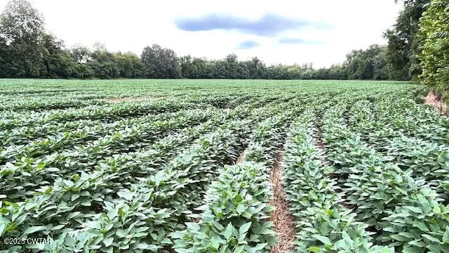 a view of field with trees in background