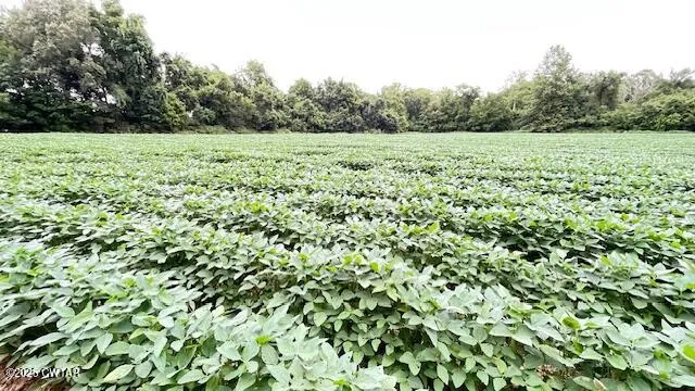 a close up of a plant with lots of bushes