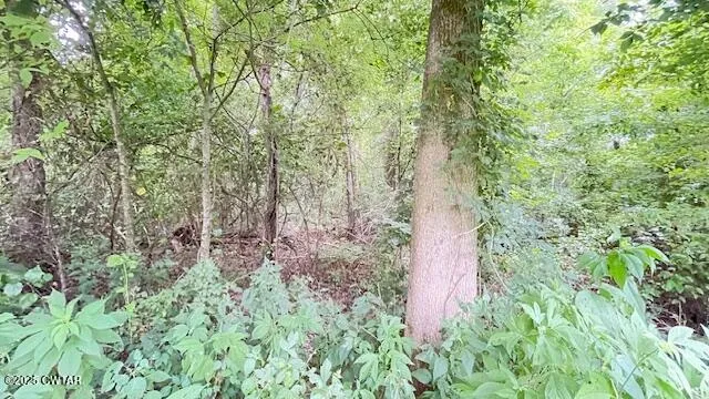 a view of a field with plants and trees