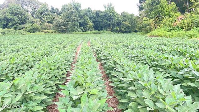 0 Bond Cemetery Road Denmark, TN 38391 - Photo 2 of 23 a view of a yard with a plant