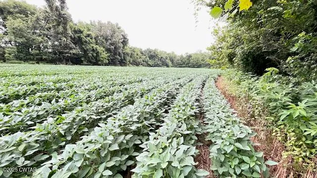 a view of a field with plants and a tree