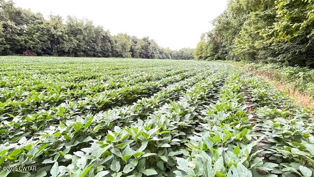 0 Bond Cemetery Road Denmark, TN 38391 - Photo 22 of 23 a view of a field with plants and a tree