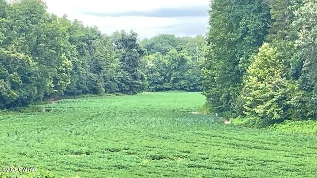 a view of a field with a tree