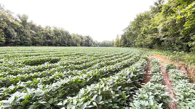 0 Bond Cemetery Road Denmark, TN 38391 - Photo 10 of 23 a view of a field with a tree