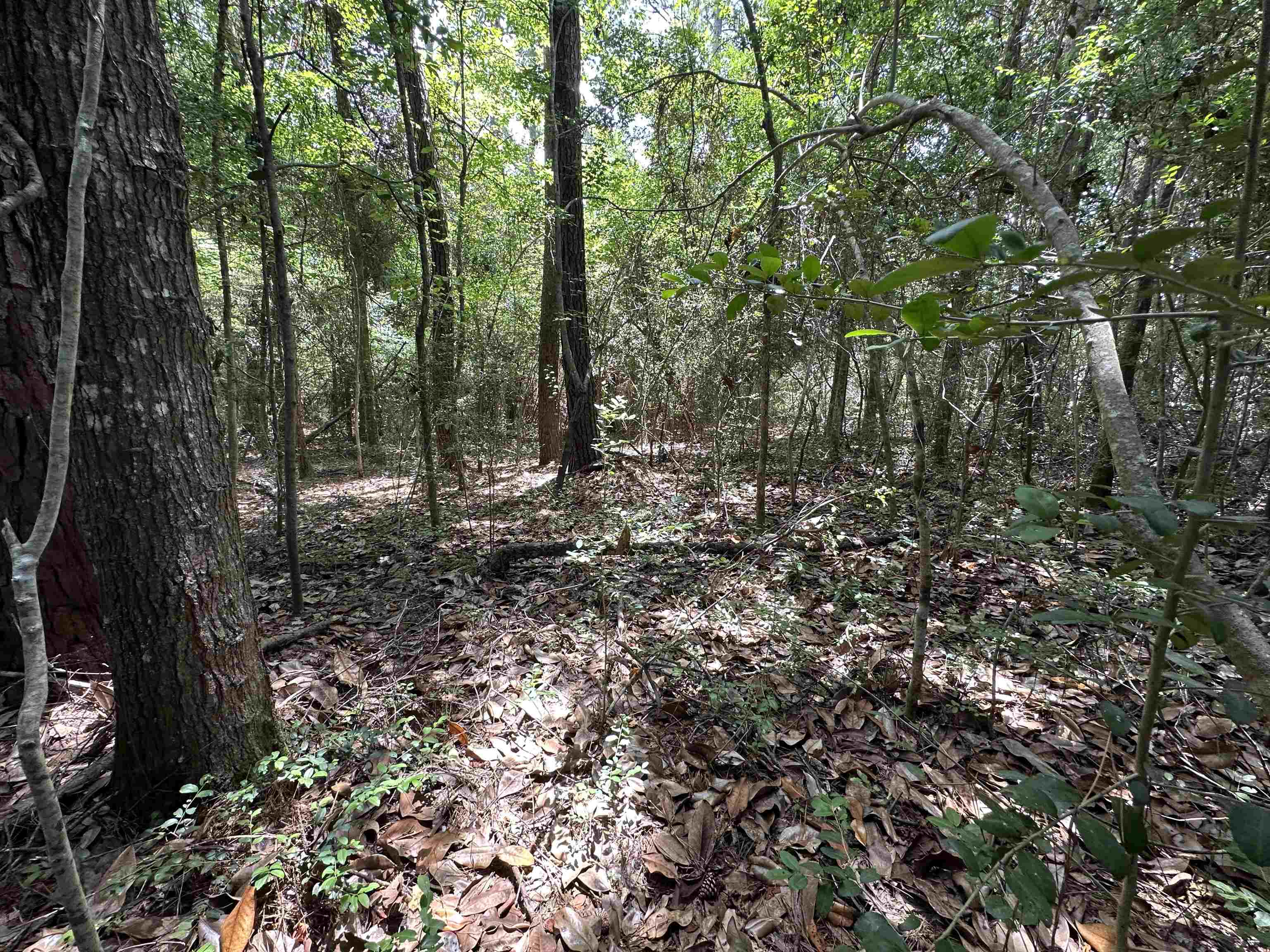 Lot 4 Fuller Road Silsbee, TX 77656 - Photo 4 of 6