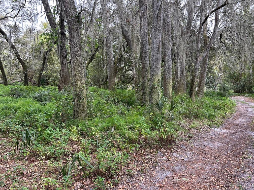 Chameleon Road Pierson, FL 32180 - Photo 2 of 6