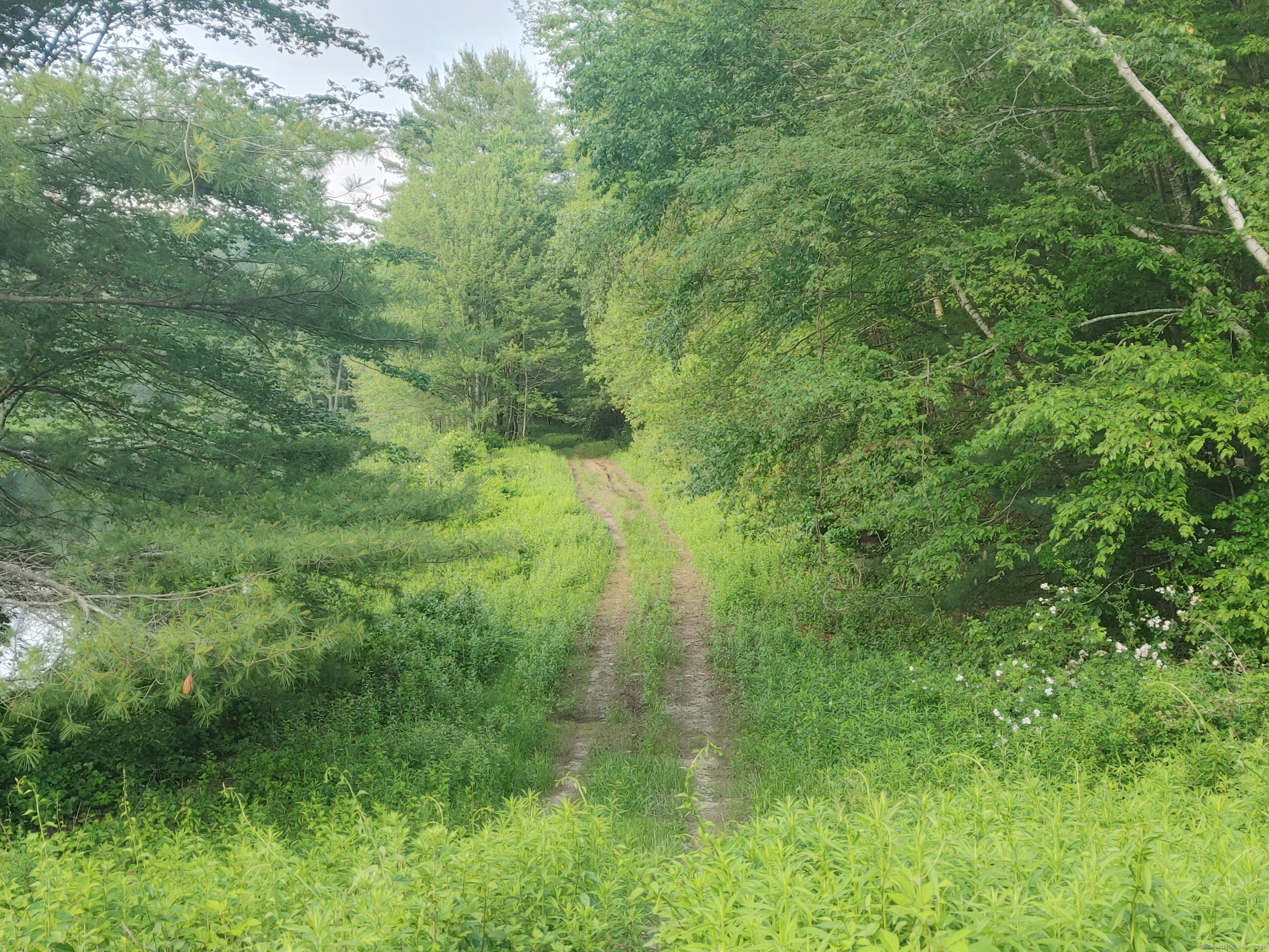 402 Whetstone Mills, Unit 402 Dayville, CT 06241 - Photo 20 of 21 a view of a lush green forest