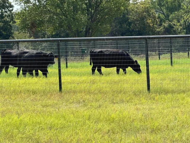 a view of a trees in a park