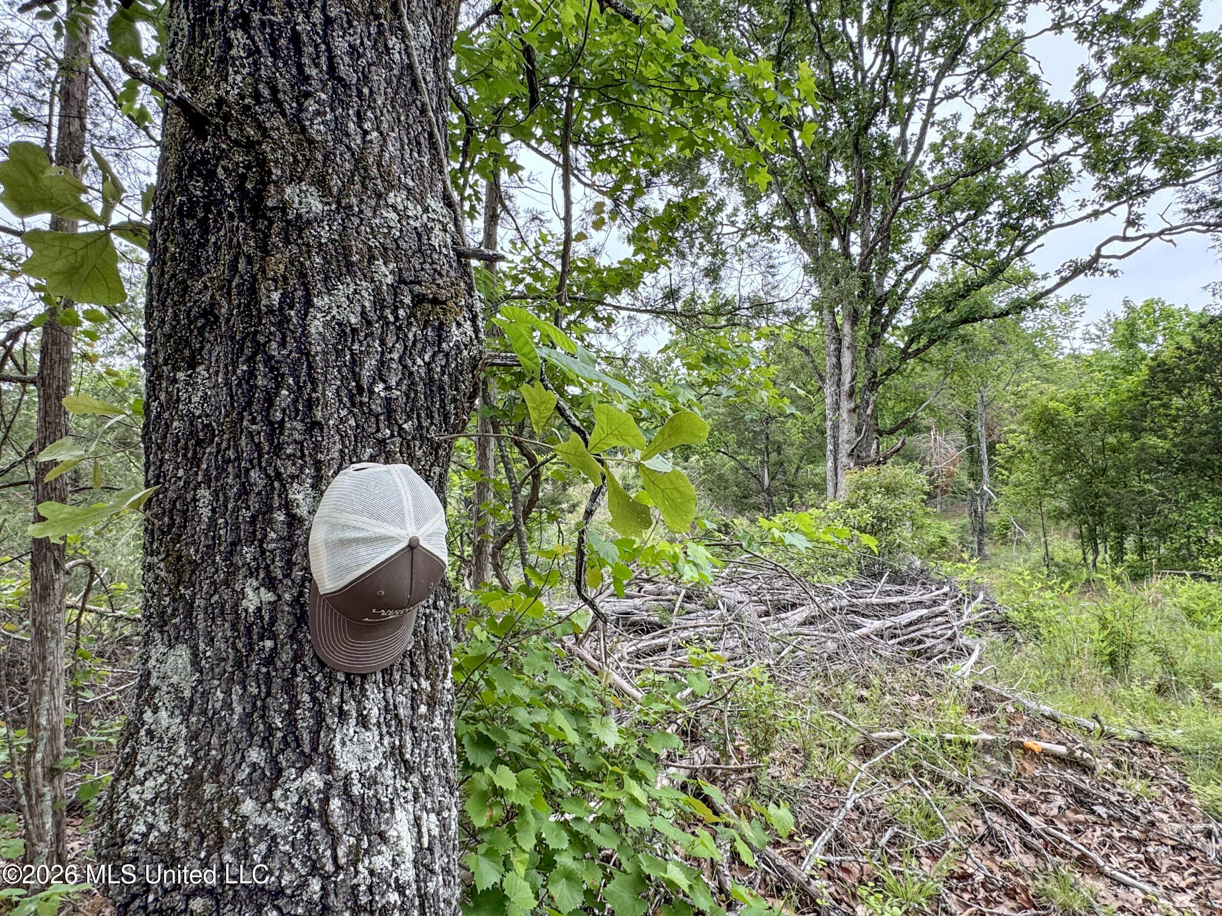 Wayne Massie Road Como, MS 38619 - Photo 105 of 184 5cdtbs37