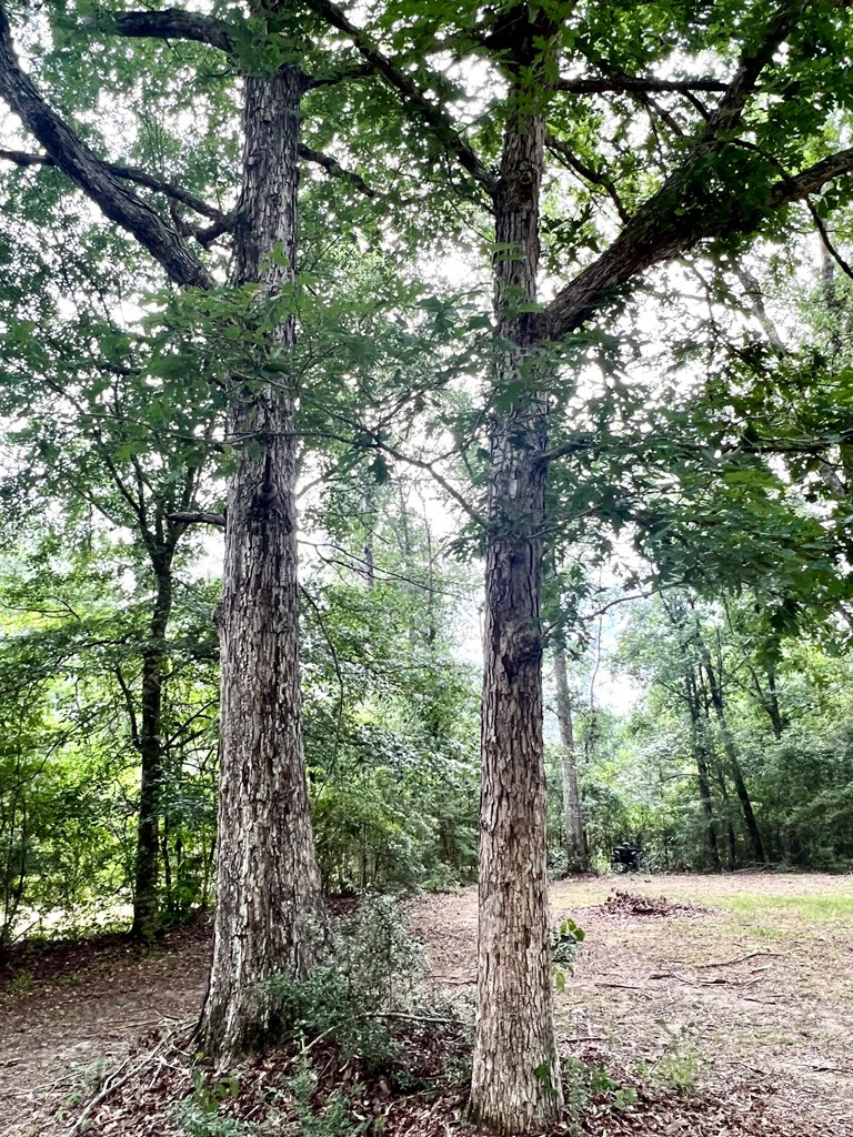 3136 Nub Road Gloster, MS 39638 - Photo 13 of 14 Photo 13