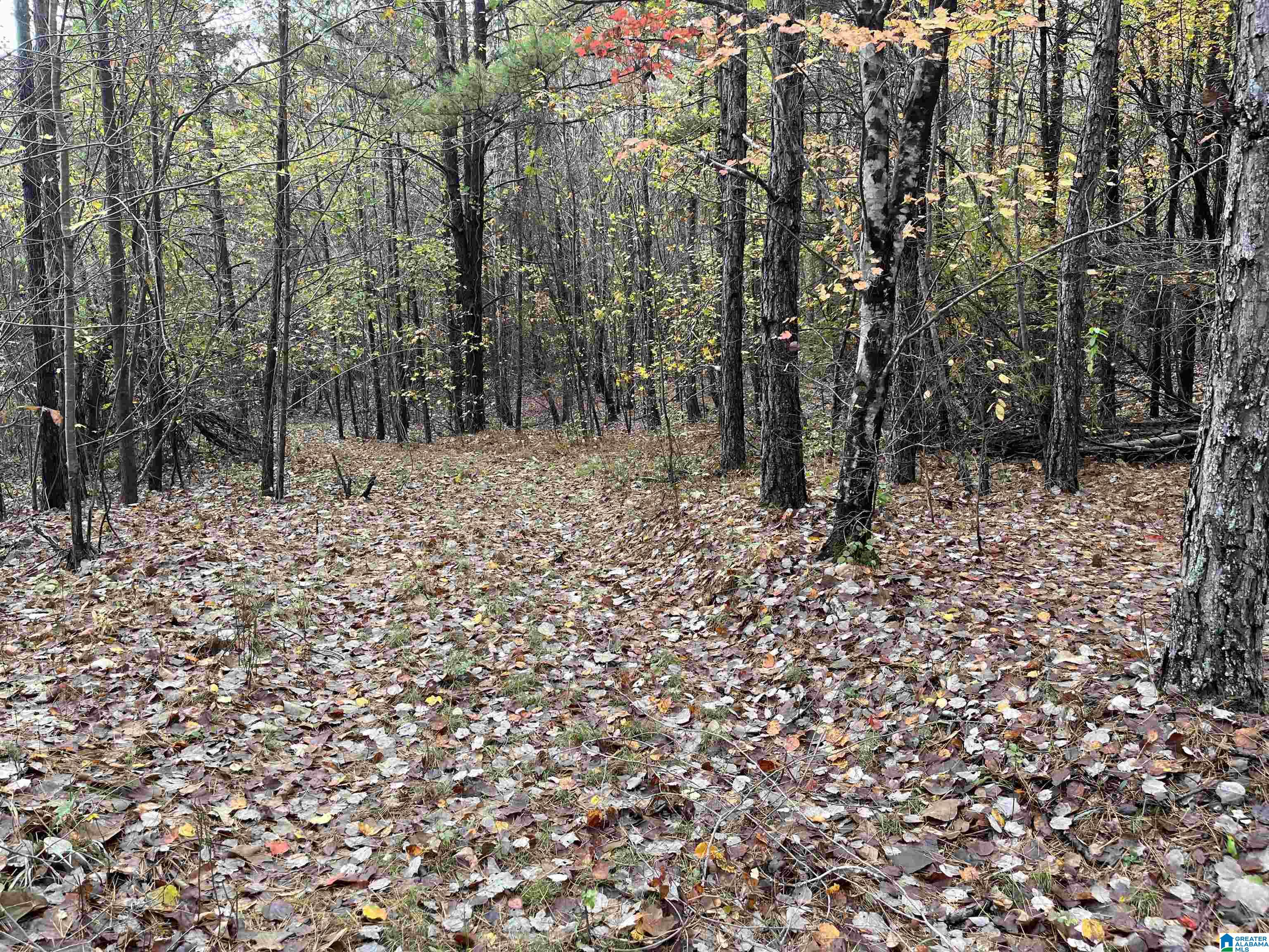 83-acres Byler Road, Unit 83 ACRES Haleyville, AL 35565 - Photo 1 of 19