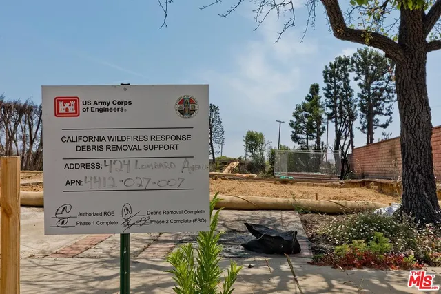 a view of tall trees