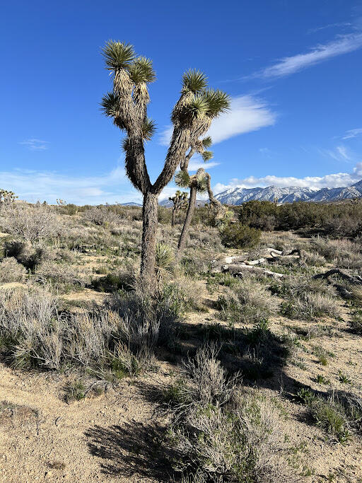 0 Fort Tejon Road Pearblossom, CA 93553 - Photo 23 of 24 fort tejon lot 25 tree