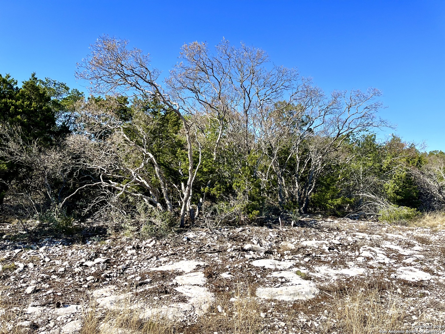 0 SD 63538 Del Rio, TX 78840 - Photo 18 of 27 a view of a tree with a yard