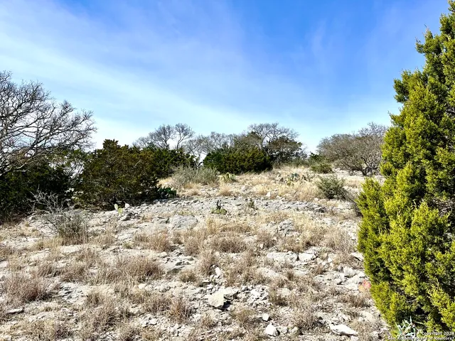 a view of a large yard with a tree