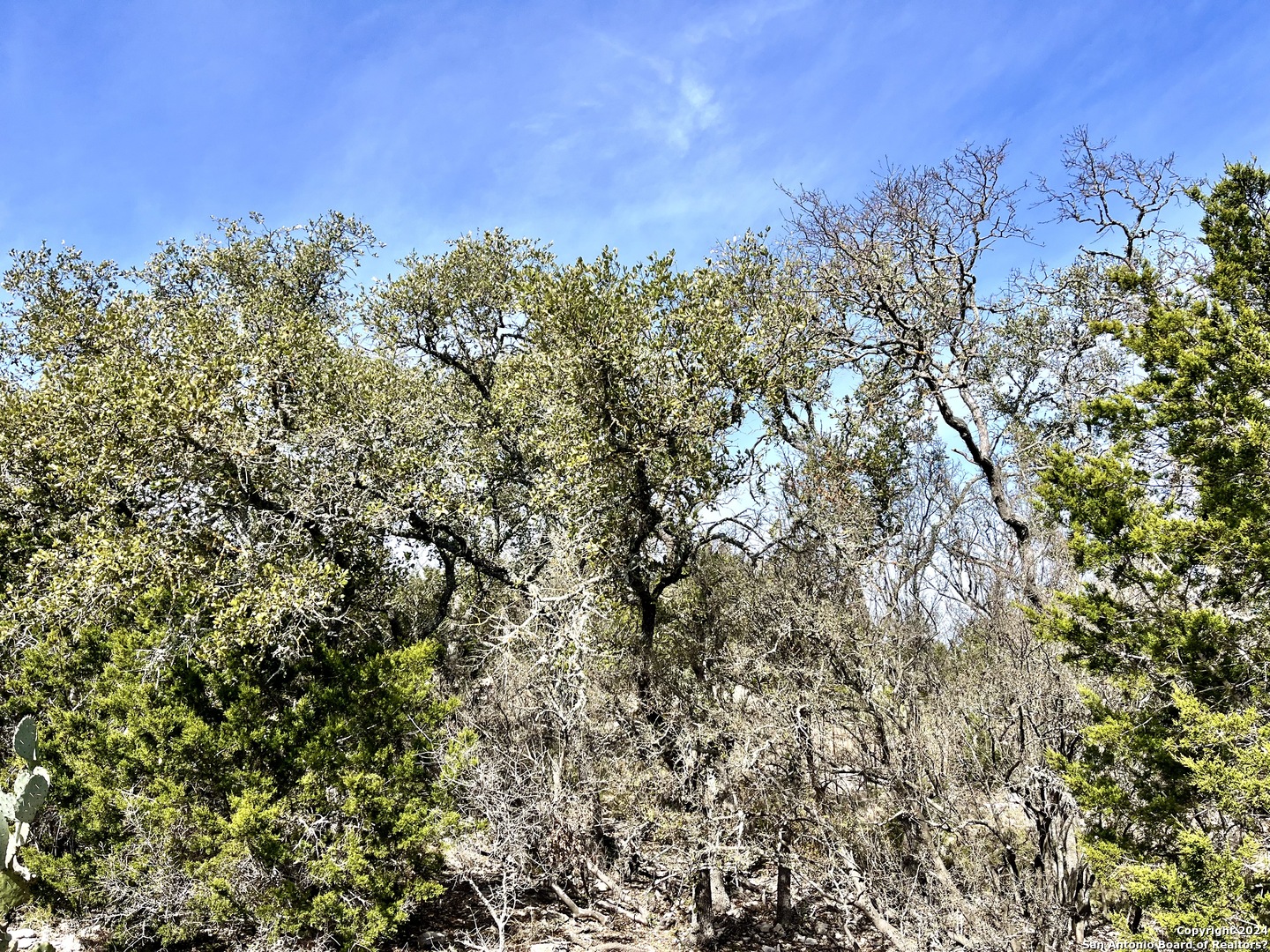 0 SD 63538 Del Rio, TX 78840 - Photo 21 of 27 a view of a large yard with a tree