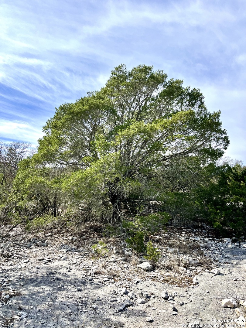 0 SD 63538 Del Rio, TX 78840 - Photo 24 of 27 a view of a yard with a tree