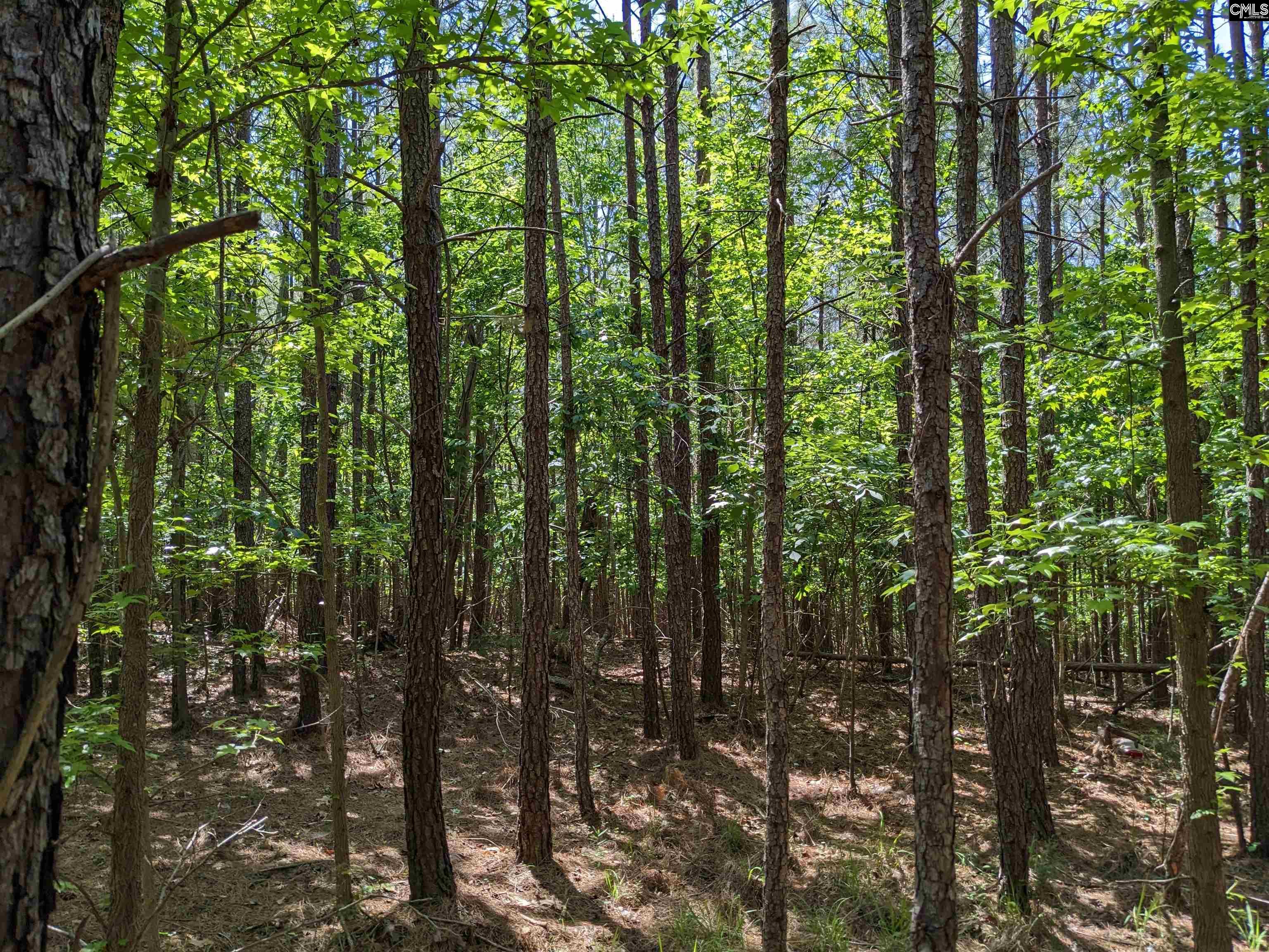 Jewel Drive Ridgeway, SC 29130 - Photo 18 of 20