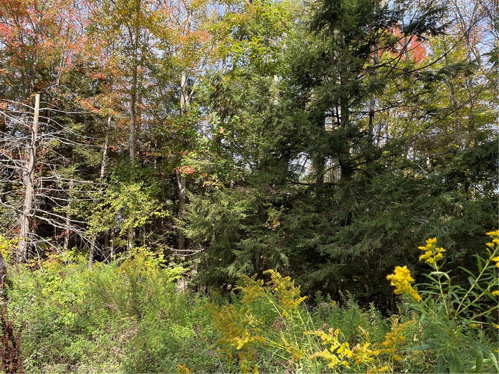 421 Welch Road Blenheim, NY 12093 - Photo 3 of 15