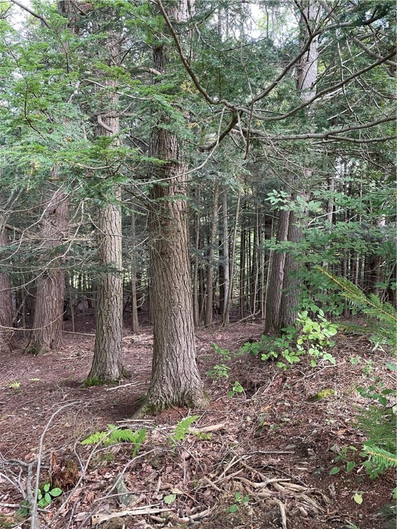 421 Welch Road Blenheim, NY 12093 - Photo 7 of 15