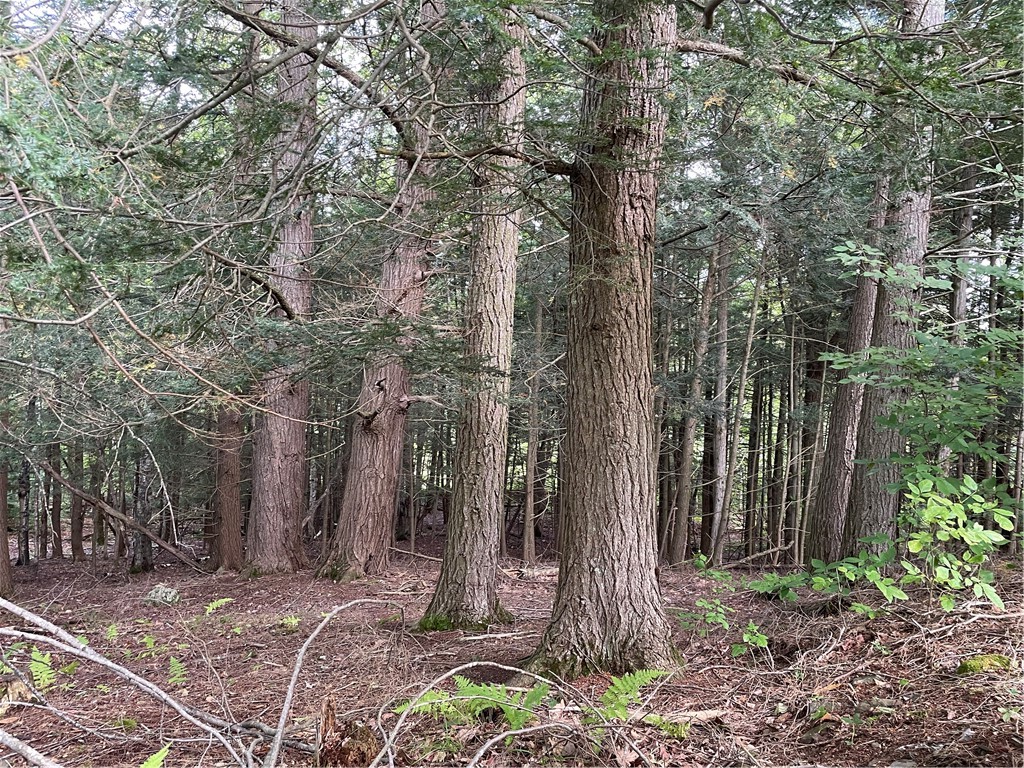 421 Welch Road Blenheim, NY 12093 - Photo 8 of 15