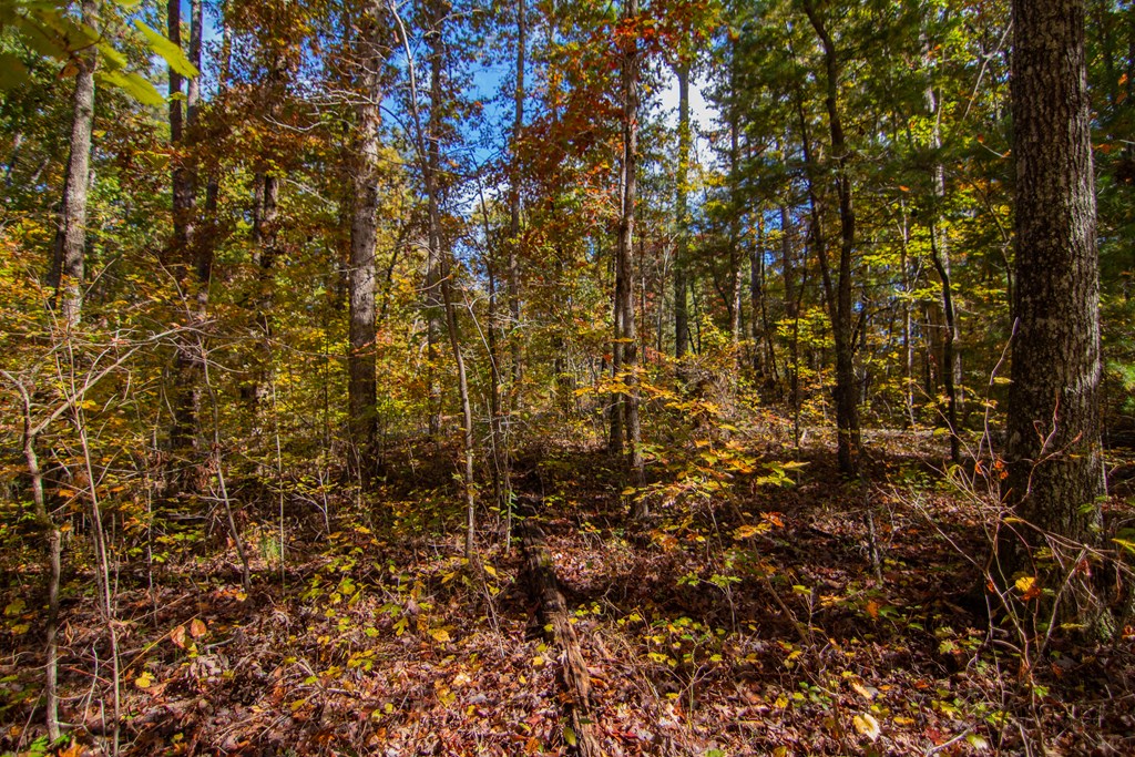 Lot 24 Ridgeway Church Road Ellijay, GA 30540 - Photo 8 of 8 Gallery Image 8