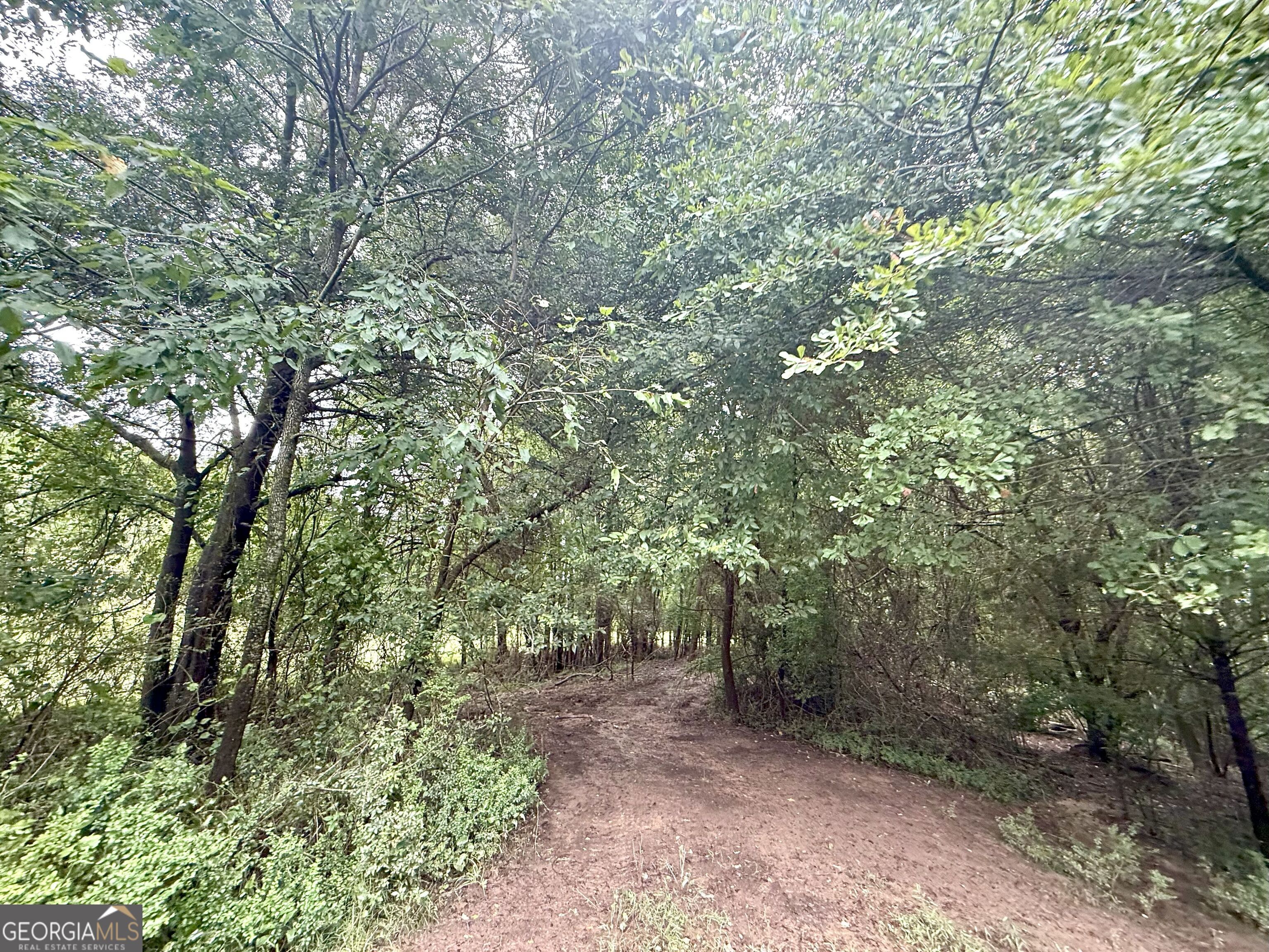 7 Red Rose Court Nicholson, GA 30565 - Photo 12 of 81 a view of a forest with trees in the background