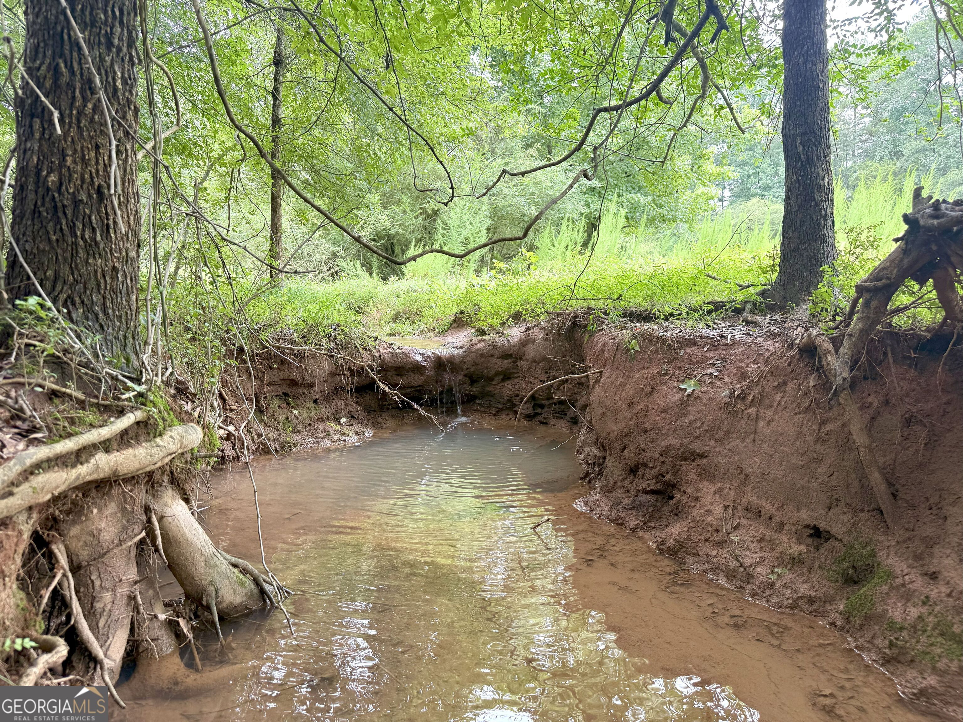 7 Red Rose Court Nicholson, GA 30565 - Photo 32 of 81 a view of a backyard with plants and a large tree