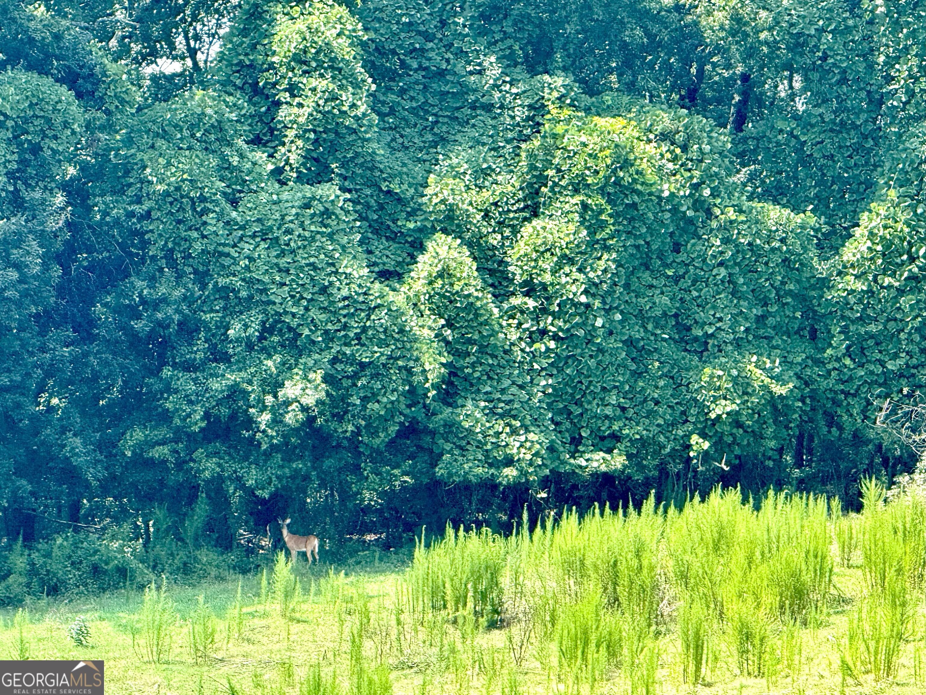 7 Red Rose Court Nicholson, GA 30565 - Photo 5 of 81 a view of swimming pool from a garden