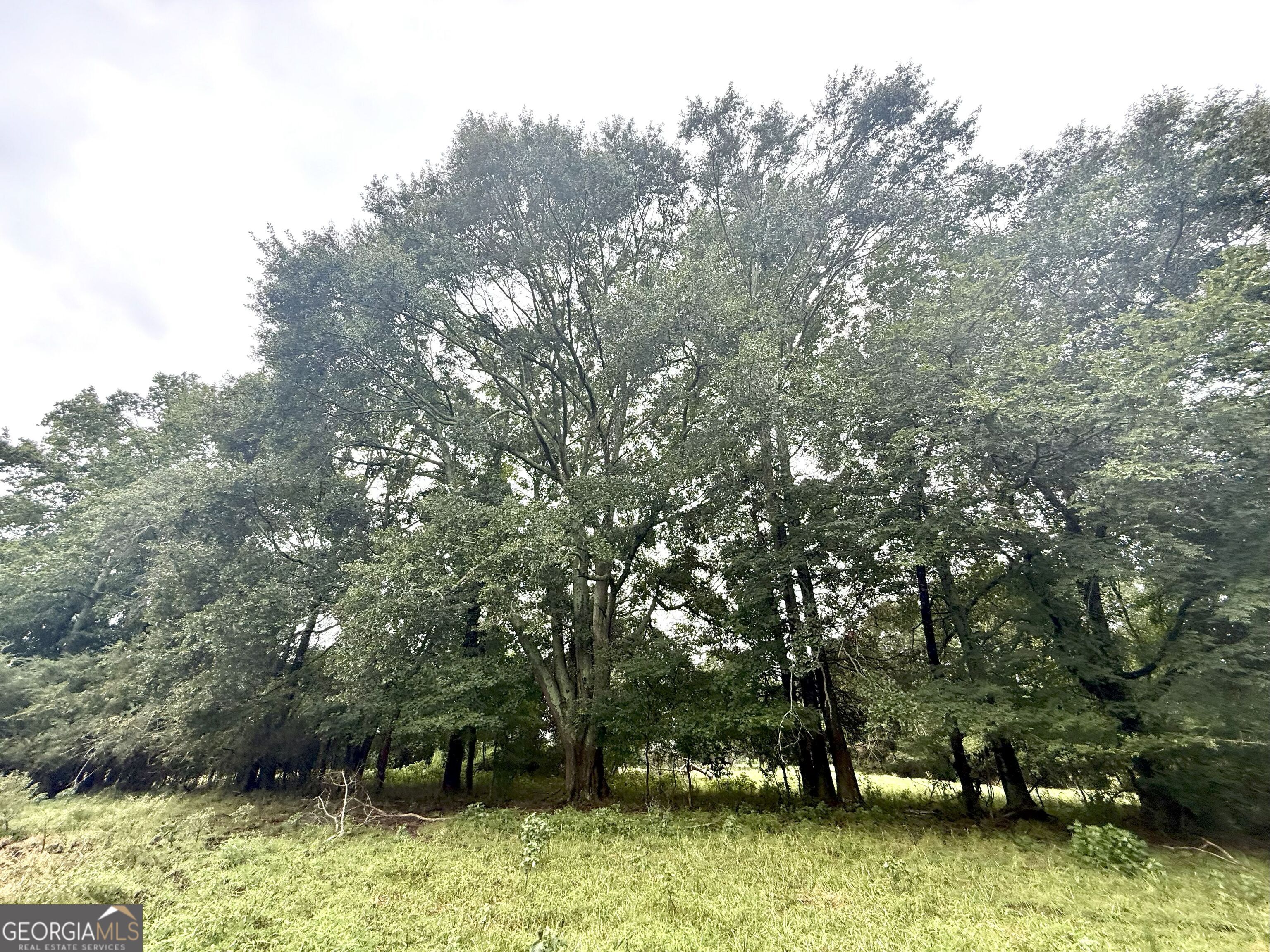 7 Red Rose Court Nicholson, GA 30565 - Photo 8 of 81 a backyard of a house with lots of green space