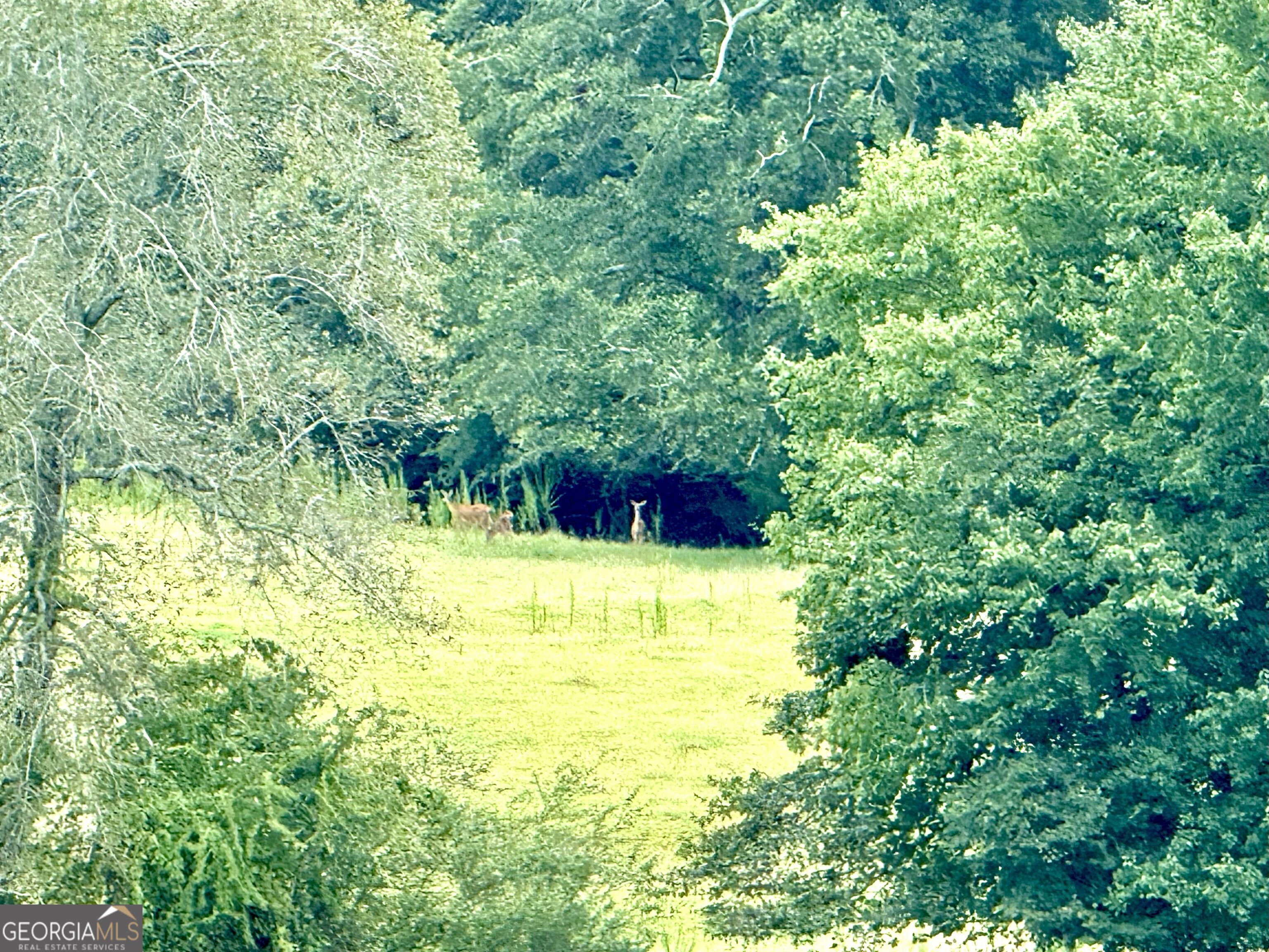 7 Red Rose Court Nicholson, GA 30565 - Photo 9 of 81 a view of swimming pool from a yard