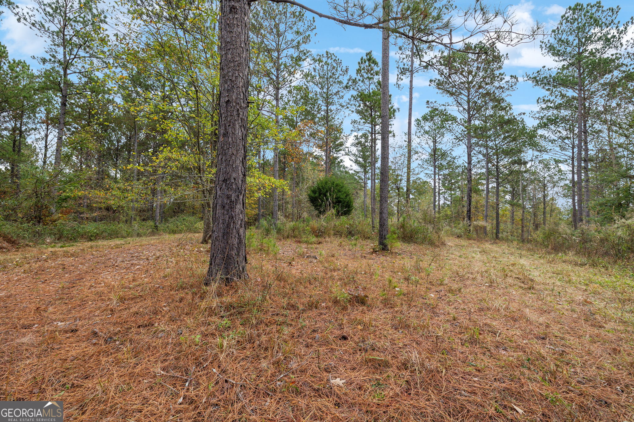 0 Josh Ward Road Summerville, GA 30747 - Photo 8 of 27 a view of a forest with trees