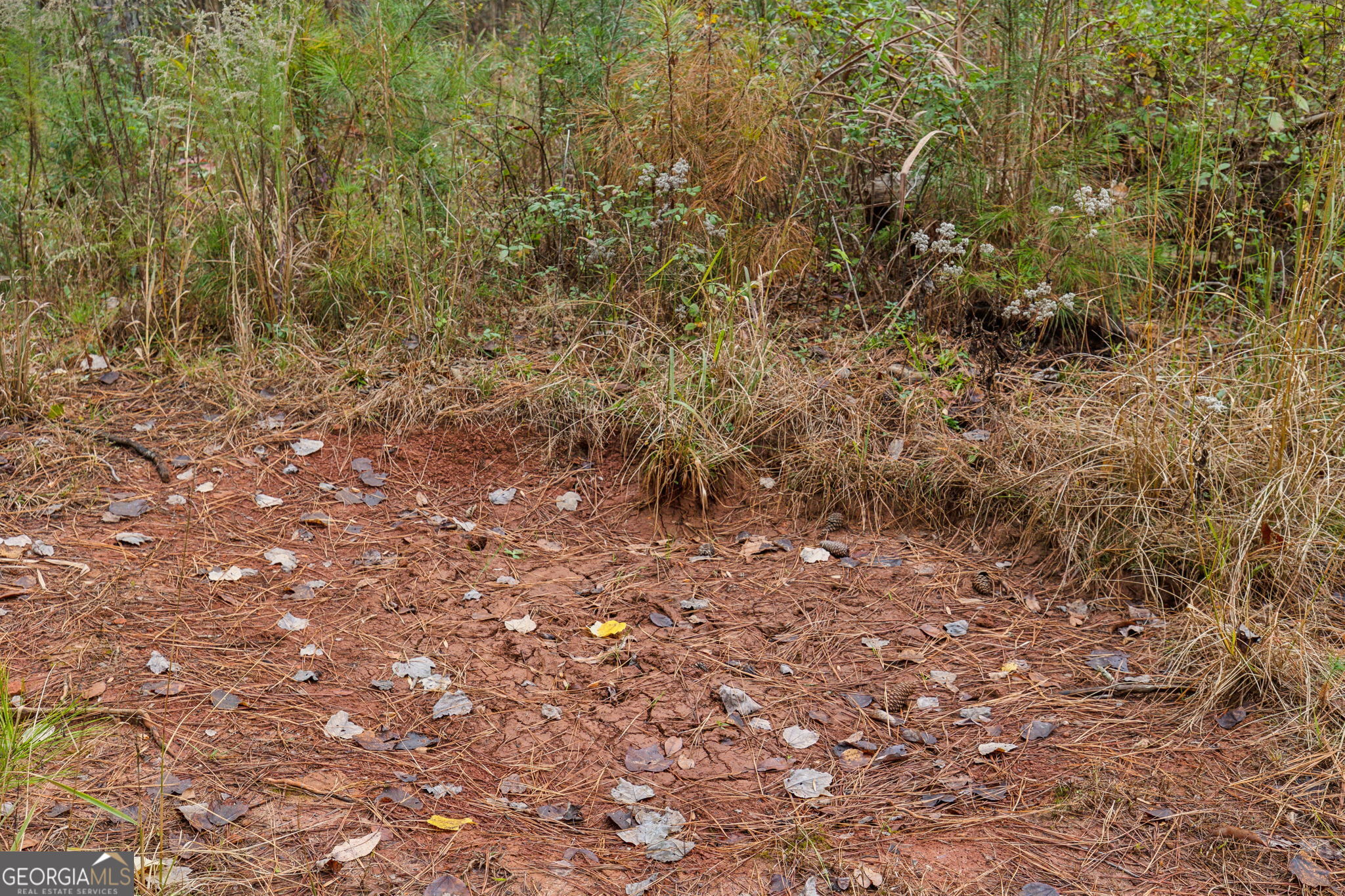 0 Josh Ward Road Summerville, GA 30747 - Photo 9 of 27 a view of a yard with a tree