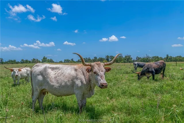 $2,359,000 | 798 Lcr 703 ( /-163 Ac ), Kosse, TX 76653