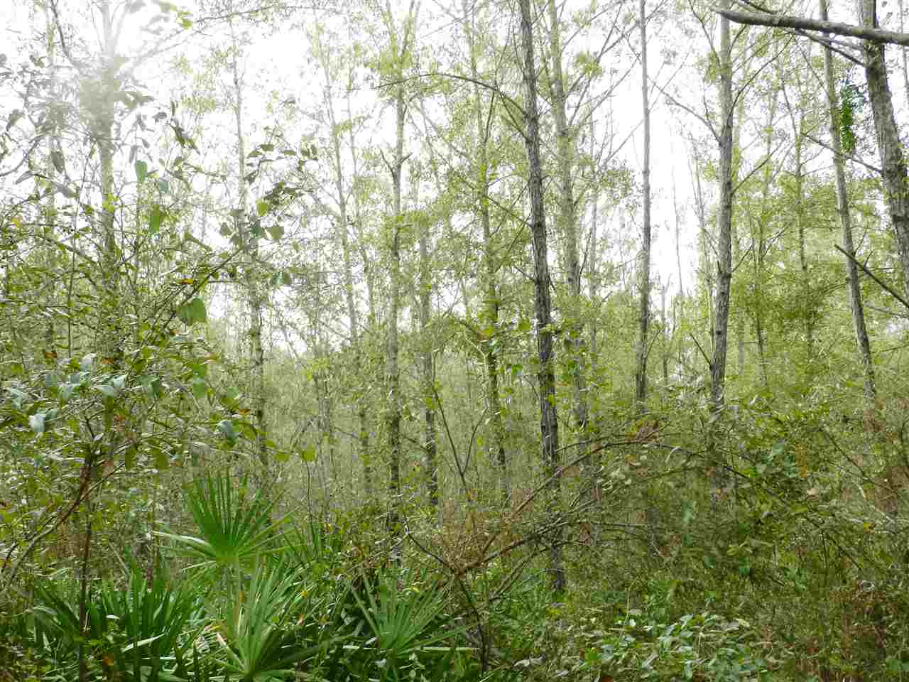 911 O'Steen Road Perry, FL 32347 - Photo 8 of 32