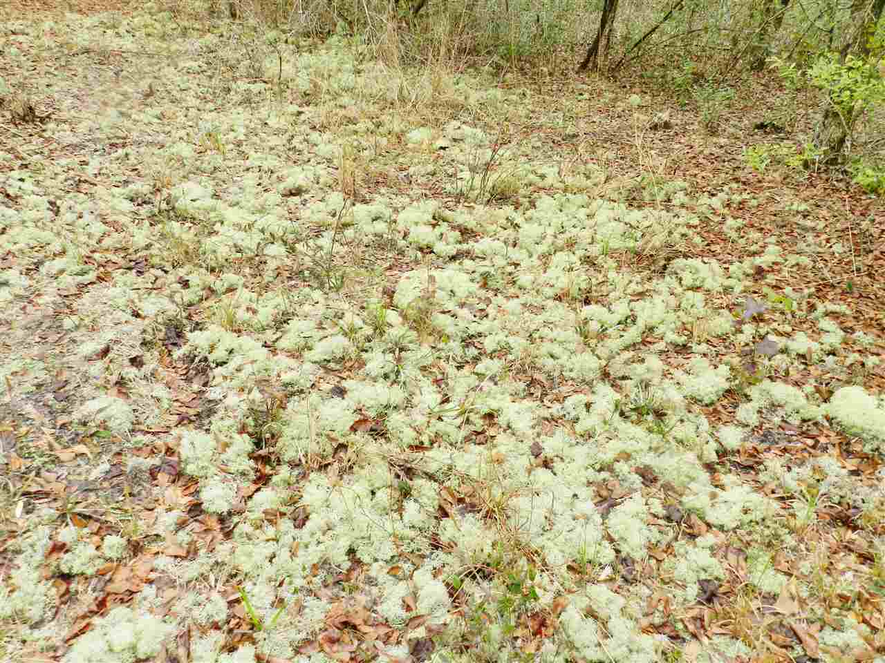 911 O'Steen Road Perry, FL 32347 - Photo 9 of 32