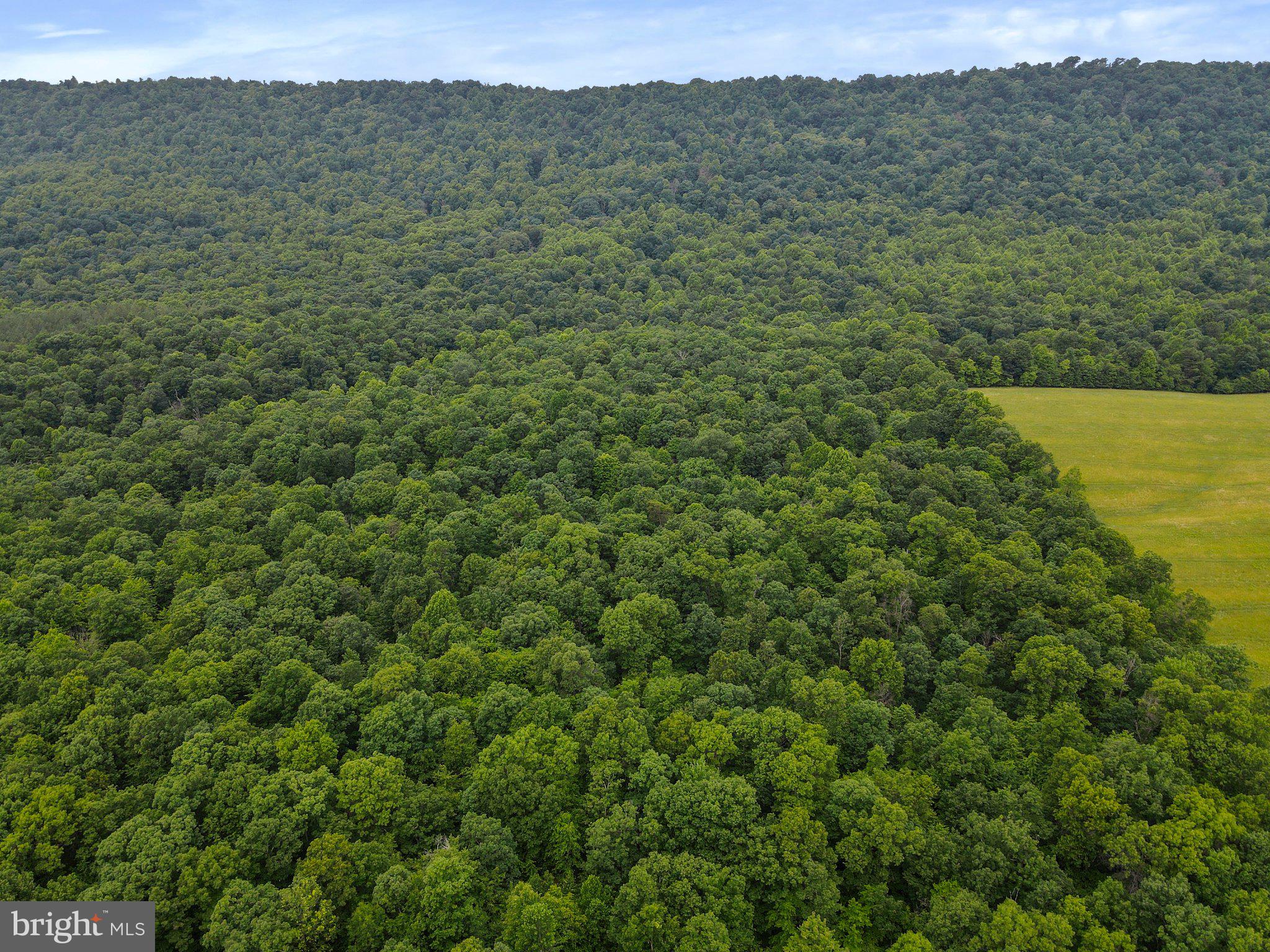 Porter's Lane Hancock, MD 21750 - Photo 13 of 14 a view of a lush green forest with lush green forest