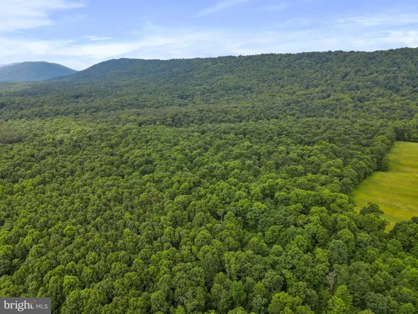a view of a lush green forest with a mountain