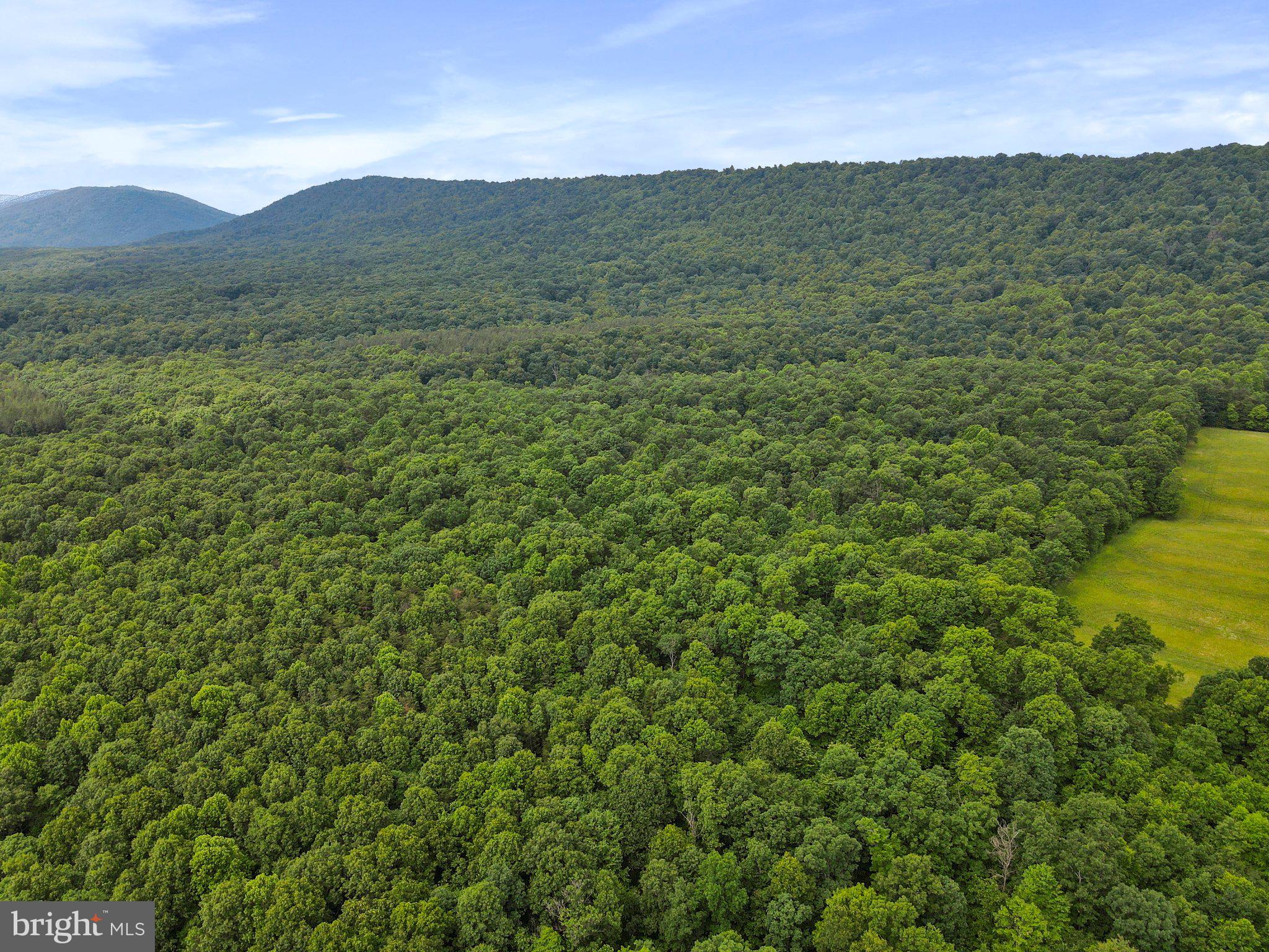 Porter's Lane Hancock, MD 21750 - Photo 4 of 14 a view of a lush green forest with a mountain